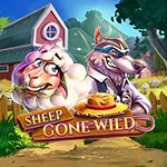 Sheep Gone Wild